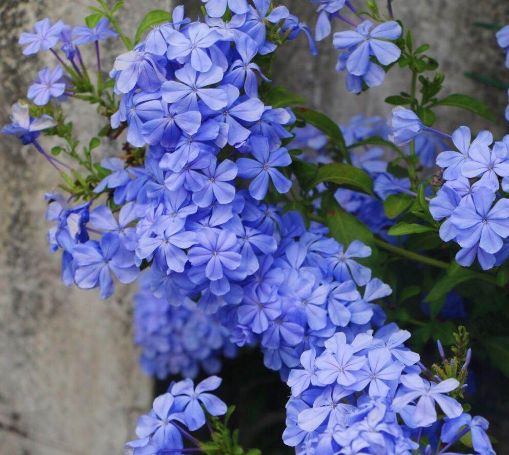 这几种藤蔓花卉漂亮又芳香花墙首选