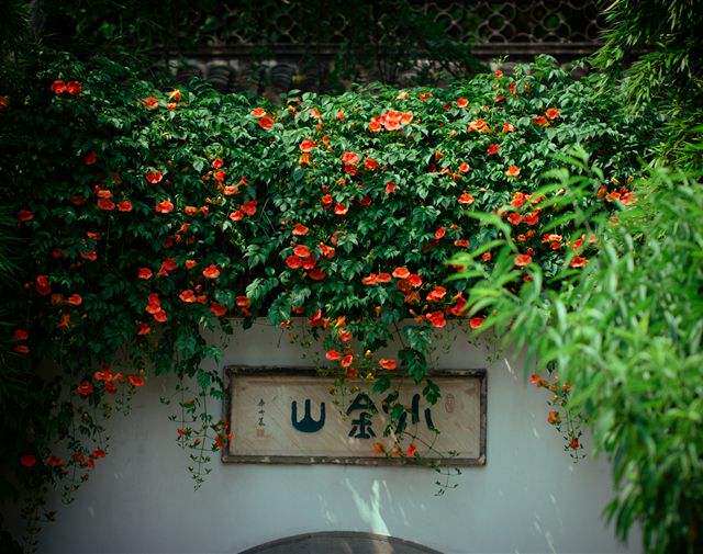 这几种花卉爱爬墙墙上屋顶全是花很美