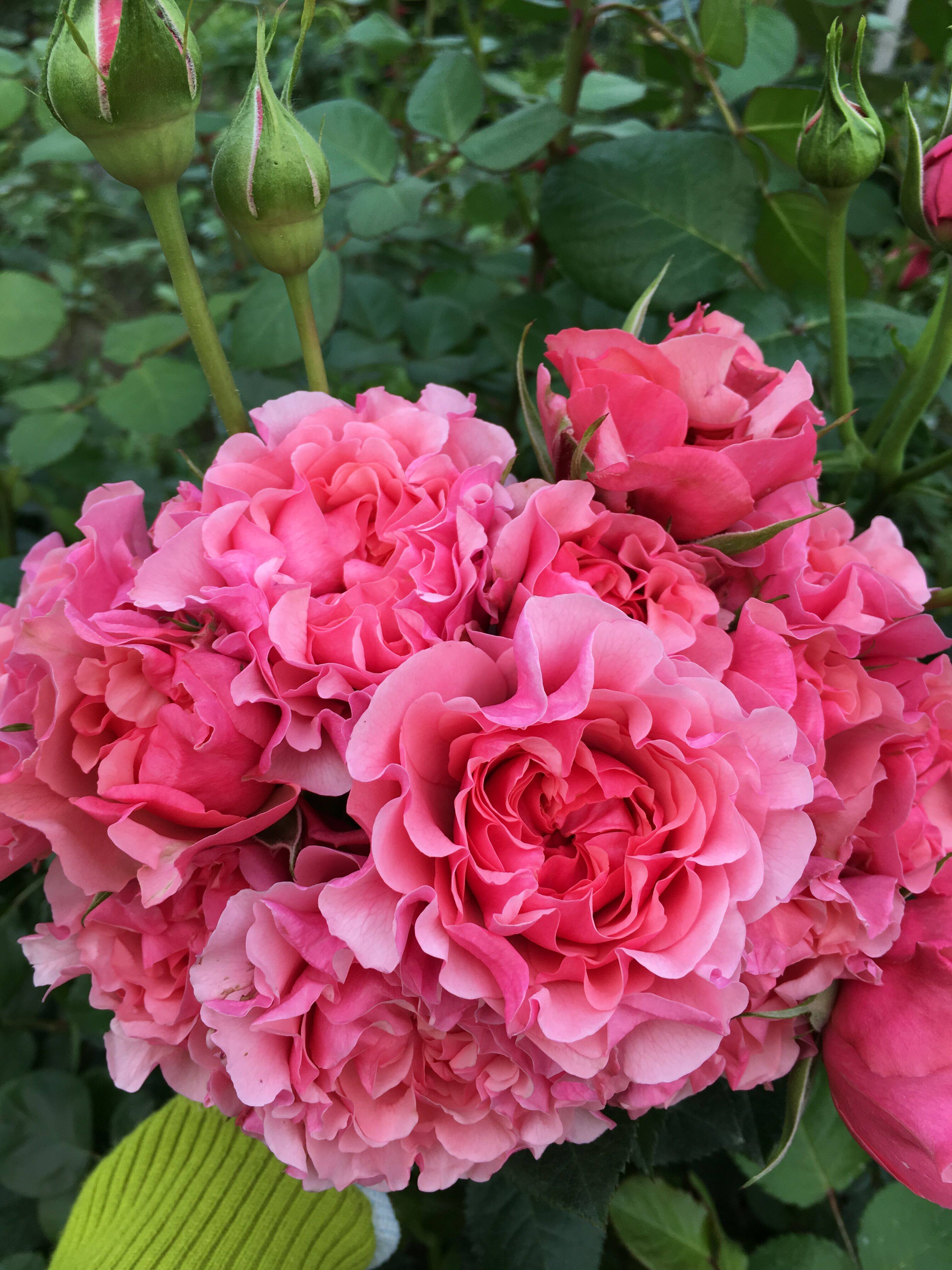 冷门的波浪边月季,可每一款都毒到了我!