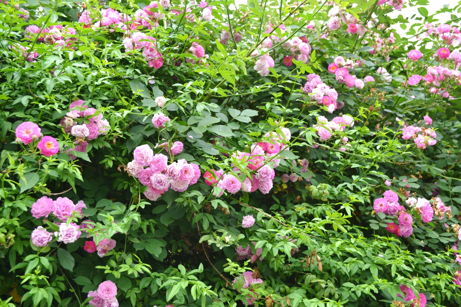 你该为月季修枝了,为了迎接下一个盛花期