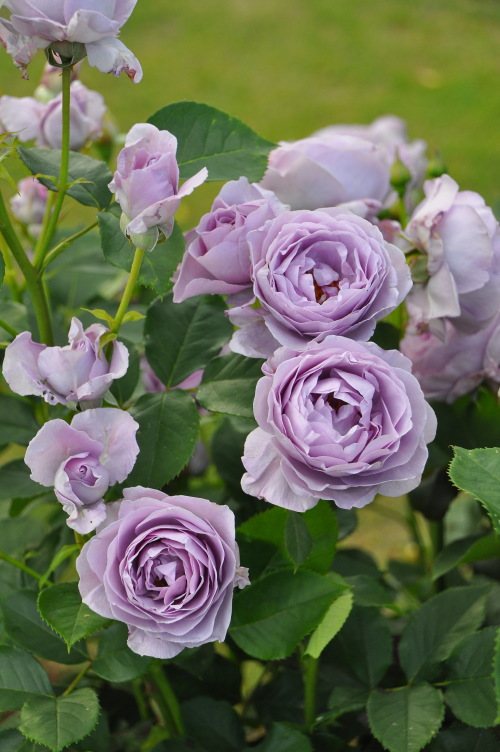 只用月季,你就能造一座精美绝伦的花园!