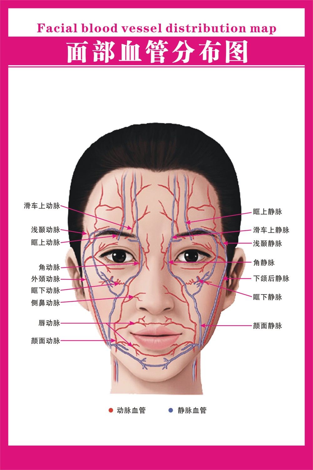 微整美容脸部面部肌肉血管分布图三叉神经宣传背胶写真图海报防水