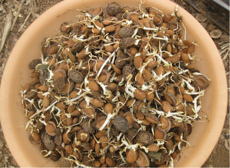 毛桃种子 新采山桃种子 野毛桃树嫁接梅花李树桃树砧木等果树种子