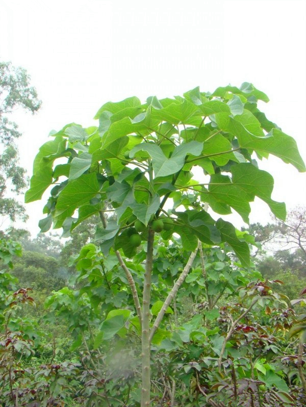 麻疯树种子 膏桐臭 油桐种子 芙蓉树麻风树 柴油树小桐子种子包邮