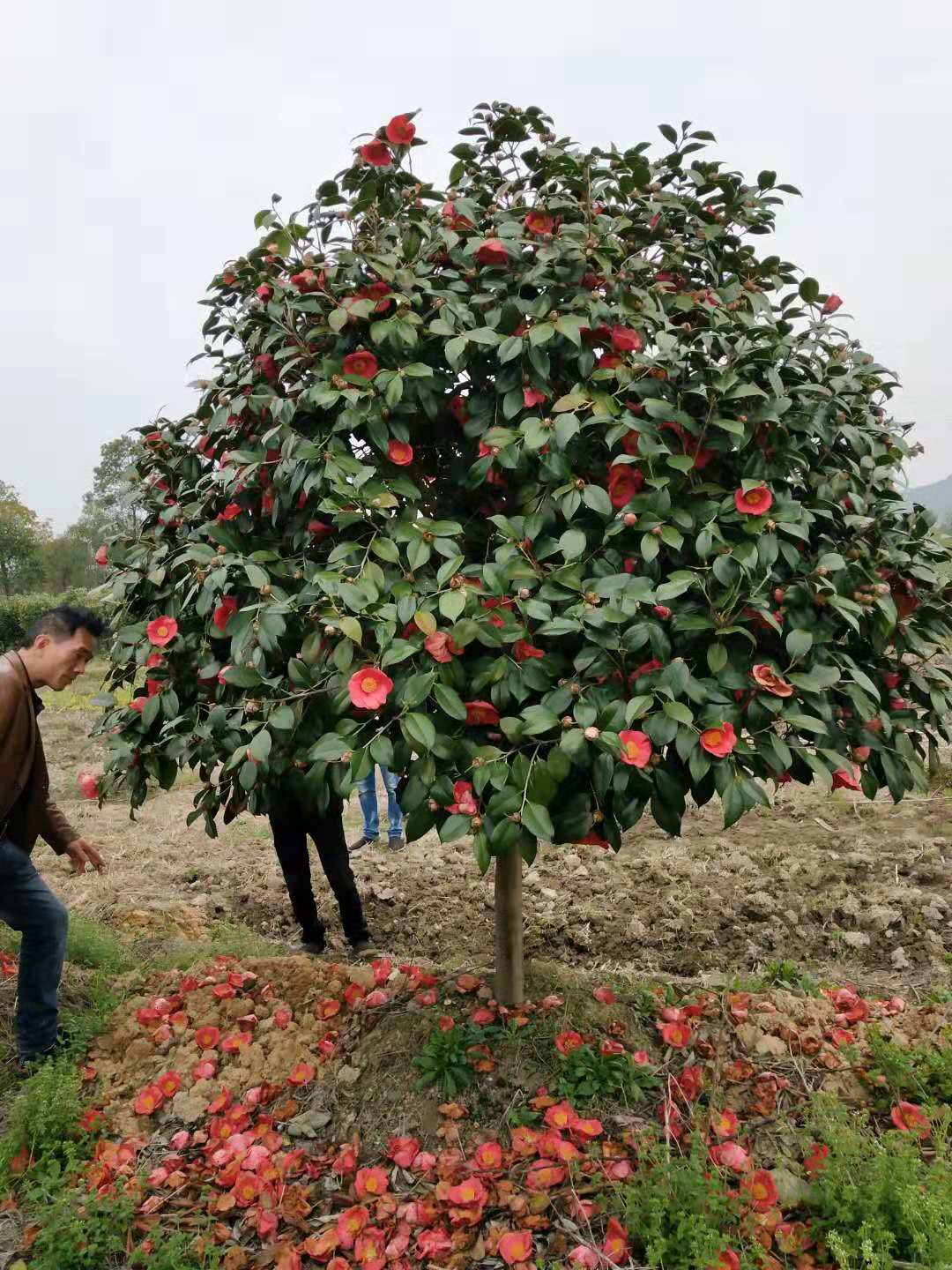 大茶花树 山茶大花茶花 耐冬 庭院绿化苗 四季盆栽 当年开花花苗