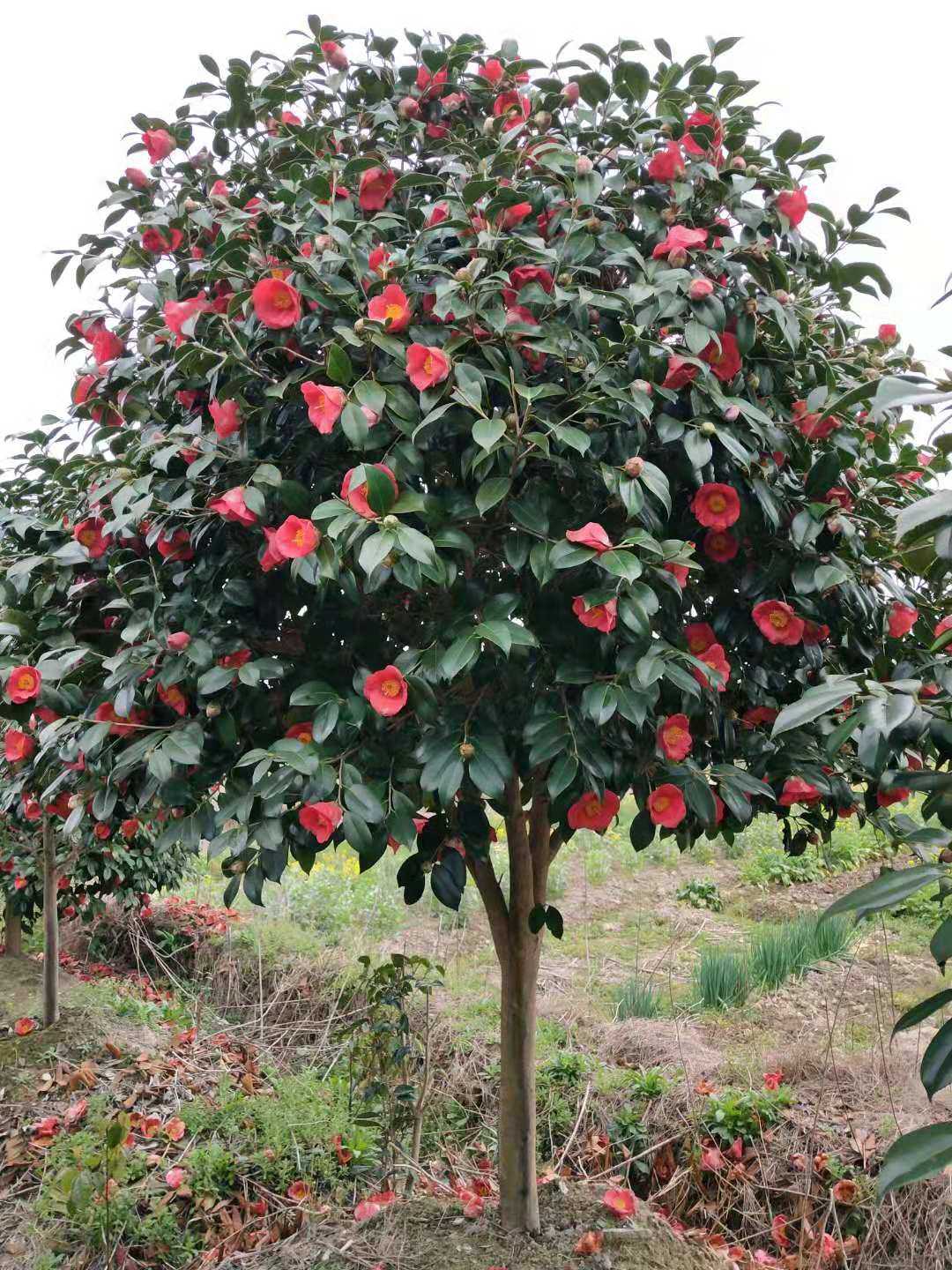 批发山茶大花工程苗 耐冬 庭院绿化苗 四季盆栽 当年开花花苗