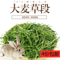 Barley grass section 250g Rabbit barley grass Chinchilla Dutch pig forage enhances physical fitness and regulates gastrointestinal coarse fiber