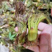 Northeast Wild Tingle Old Bud Tingen Bud Green Mountain Wild Vegetable Fresh picking 500 gr long white Mountain Spurs turning stick