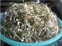 Northeast Changbai Mountain Wild Vegetable Small Root Vegetable Brain Melon FRESH WILD VEGETABLES SMALL ROOT VEGETABLES 500 gr