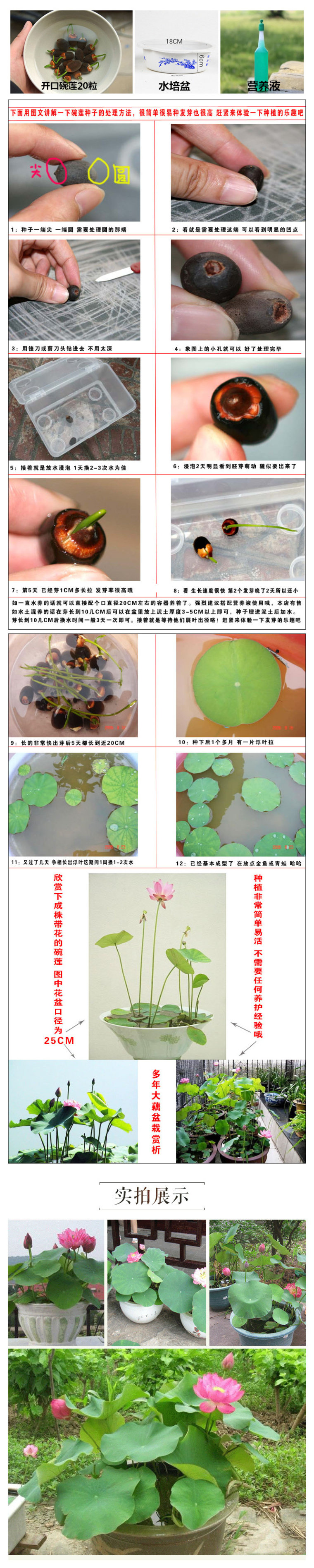 四季花种子开口碗莲水培植物绿植花卉盆栽睡莲荷花草带盆套餐包邮-包