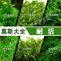 Grass jar landscaping tree matsutake small flame large triangle crystal strange coral Christmas Moss water grass ball live live