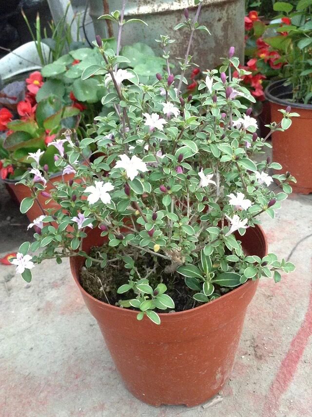 重瓣六月雪盆景 金边小六月雪微型盆栽 微景观室内花卉办公桌绿植