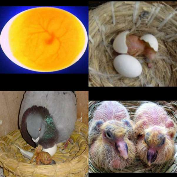 受精鸽子蛋鸽子受精蛋鸽子种蛋可孵化信鸽种蛋包破损一件10个