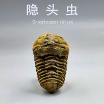 Natural Moroccan Nuggets of the Three Leaf Worms Ancient Bio Fossilized Stealthy Original Stone Children Kop Specimen Collection