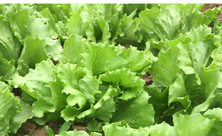 5斤装山东农家球生菜新鲜沙拉菜汉堡西生菜球纯天然圆