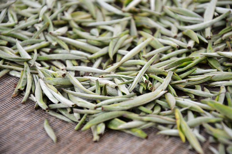 2017年春茶 月光白普洱茶 美人茶白毫银针250g散茶单芽毛尖自己产