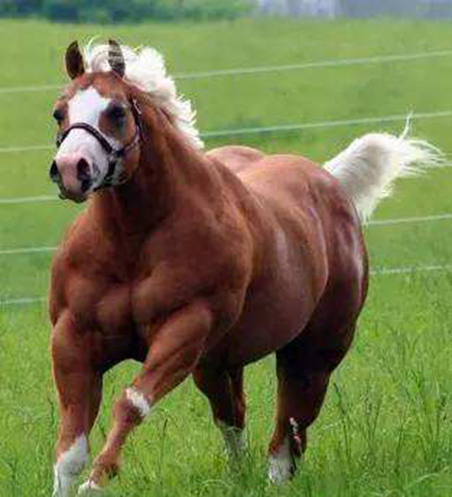 动物界的肌肉猛男,一个比一个壮!