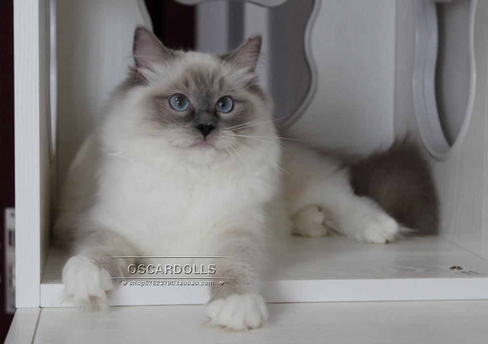 cfa注册美国布偶猫海豹山猫手套布偶猫mm 母 [sold]_7折现价18888元