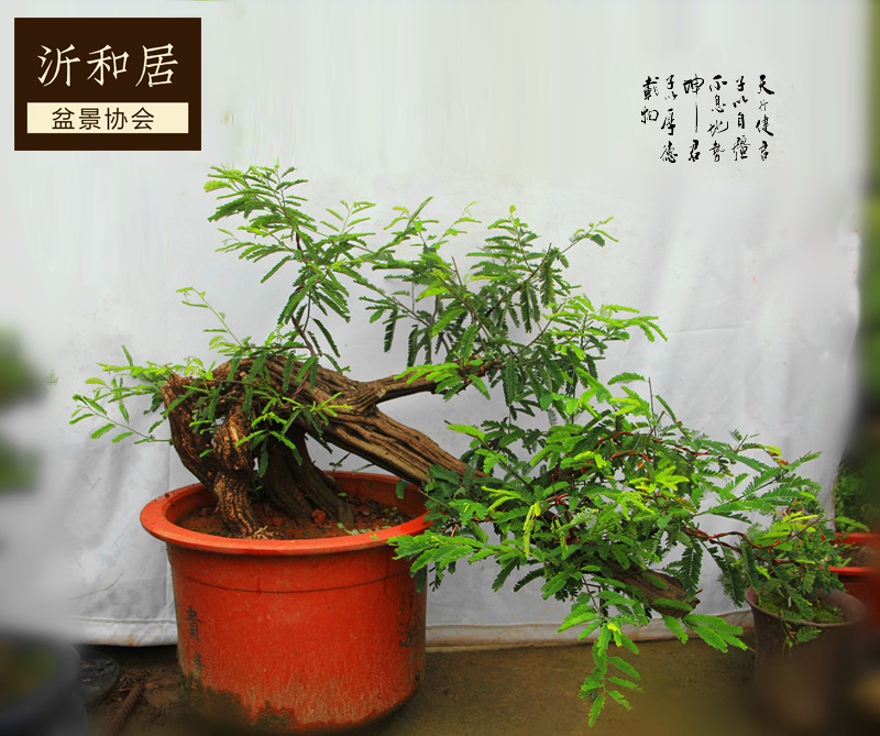 精品金合欢盆景树桩 下山桩熟桩 造型优美 高档客厅盆景 老桩盆景