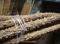 Zanthoxylum Pepper Wood Bird Bar Station Bar sand stick grinding claw stick jump bar bird cage jump bar bird cage jump stick stand stick bamboo cage thrush cage stand stick