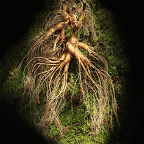 Single branch A catty Extra Large wild Mountain ginseng rare long white Mountain fresh forest for 30 years old Mountain ginseng Wild Ginseng Soak in Wine Fresh