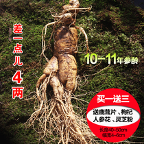 Single branch 3 halves Northeast Changbai Mountain with native fresh ginseng Fresh Ginseng White Ginseng White Ginseng to Nourishing Bubble Wine Garden