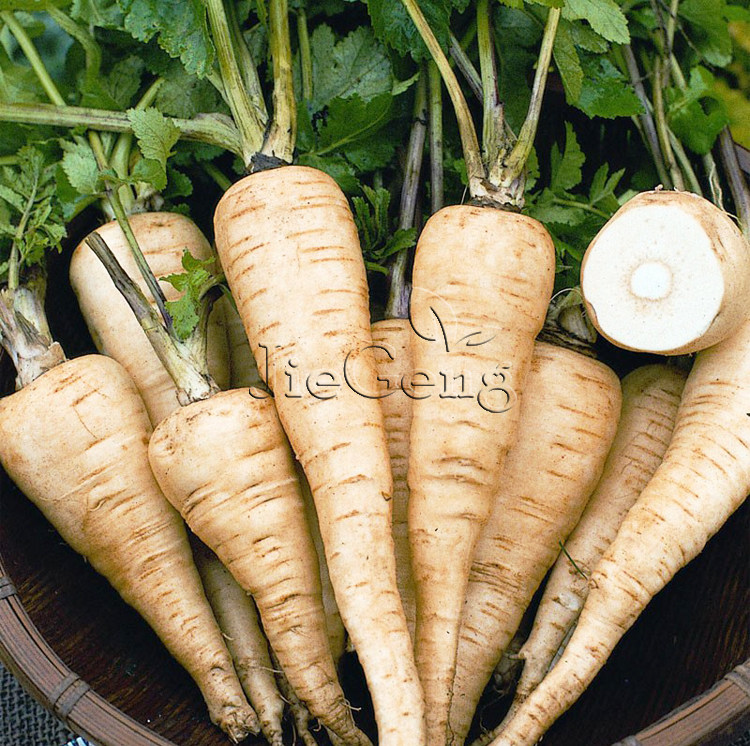美国防风草种子 parsnip 欧洲萝卜 欧洲防风草 进口耐寒蔬菜种子_7折