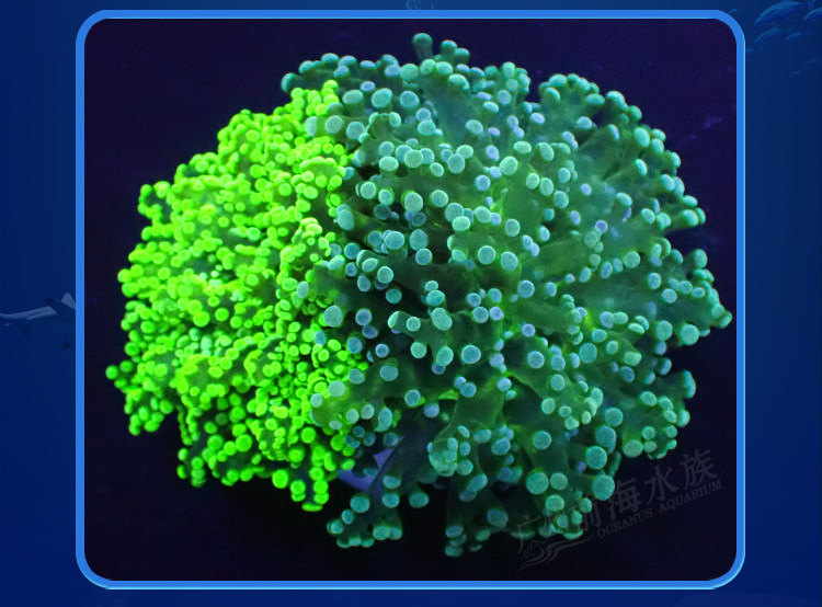 蛙卵珊瑚花瓶双色澳洲提子荧光绿花瓶活体海水鱼珊瑚海缸lps活物