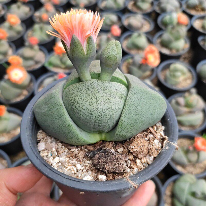 帝玉多肉植物大元宝玉巨型番杏科花卉盆栽好养新手组合套餐小老桩