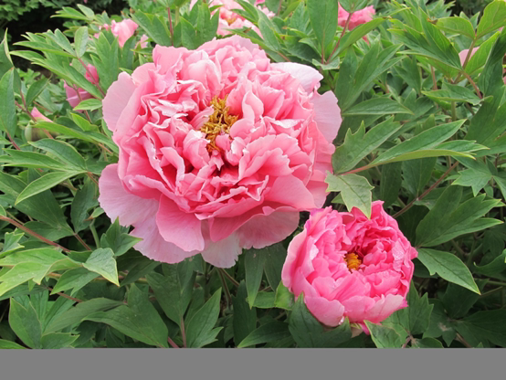 【只卖真品】【银红巧对】 洛阳牡丹苗 国花牡丹 礼品牡丹