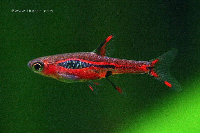 圆点小丑 灯玫瑰小丑 一线小丑 红蚂蚁小丑 灯