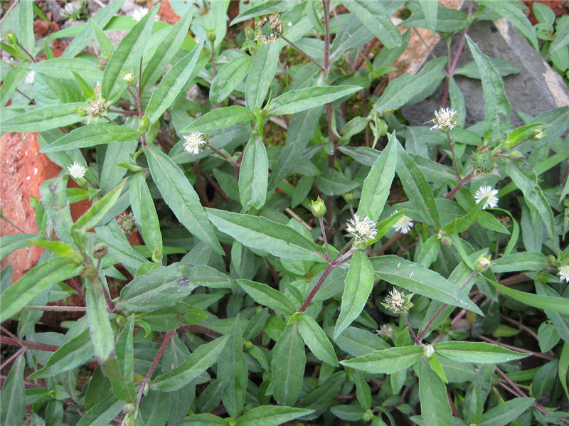 新鲜墨旱莲乌田草旱莲草莲子草墨水草乌心草鳢肠金陵草旱莲子包邮