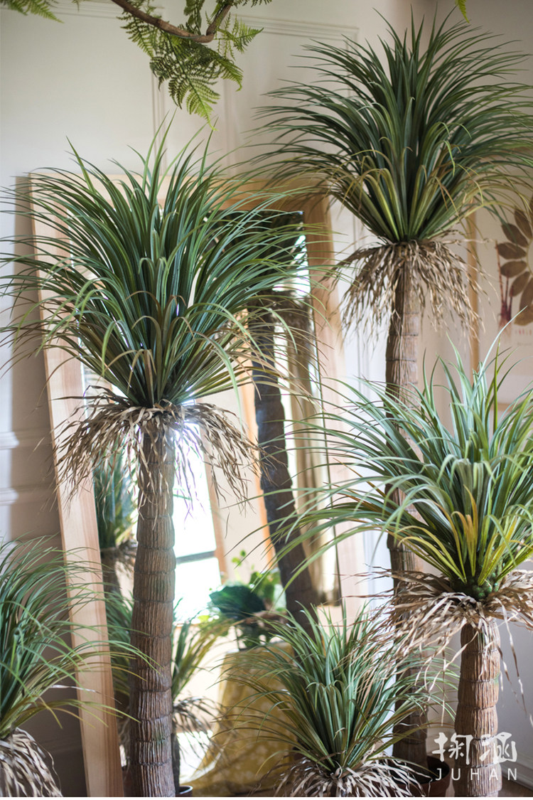 摩洛哥龙舌兰 大型绿植盆景 热带植物设计师橱窗陈列