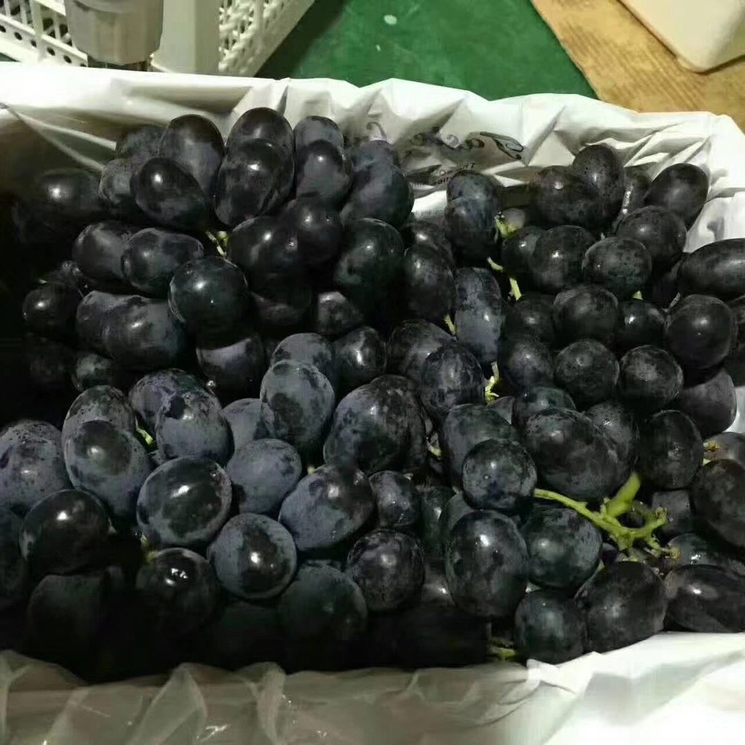 澳大利亚澳洲无籽黑加仑黑葡萄提子4斤装全国顺丰包邮