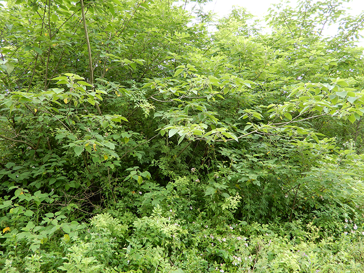 野生白毛夏枯草夏枯球花草茶夏桑菊消火凉茶甲状腺结节1斤包邮