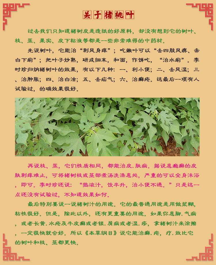 中药材野生新鲜楮叶楮桃叶 褚桃叶楮树叶 构树叶 够树叶 构叶包邮