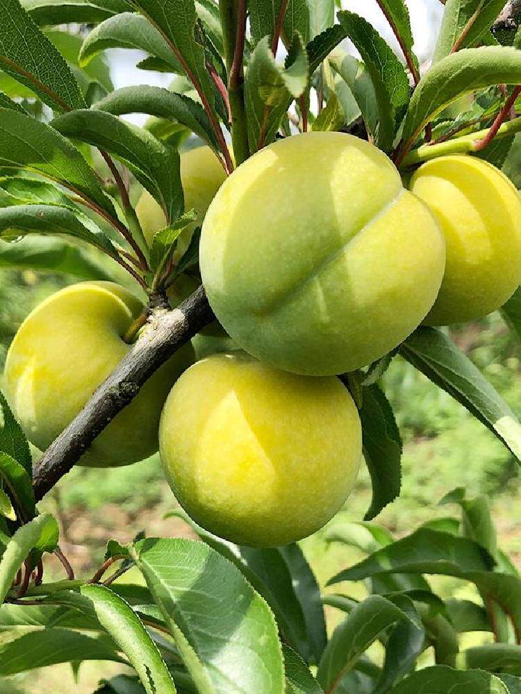 良哥巫山脆李重庆青脆李脱骨李