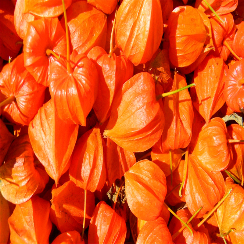 长白山苦姑娘野生红姑娘灯笼草灯笼果挂金灯红灯笼锦灯笼500g包邮