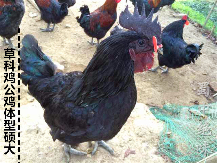 四川特产石棉高山放养草科鸡土鸡公鸡母鸡炖汤滋补红烧 2斤包邮哦