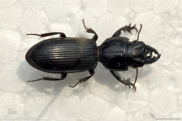 野生双齿蝼步甲活体,拟布甲,中华婪布甲,巨蝼布甲活体科研宠物