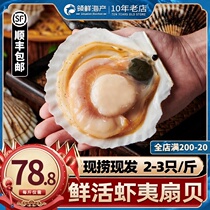 Dalian shrimp scallop Hawaiian shell fresh fresh super large Sashy scallop meat non-frozen seafood 2-3kg