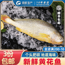 Fresh rhubarb flower fish fresh live frozen seafood fish aquatic marine fish yellow fish non-small yellow fish 3 strips