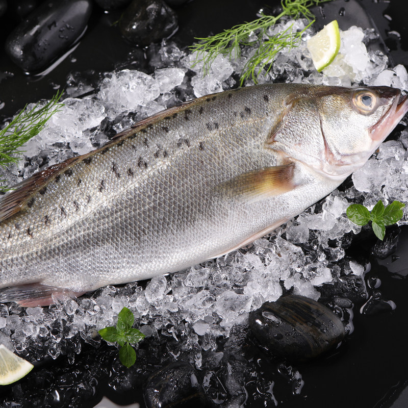 dalian wild sea bass fresh fish fresh frozen small seafish