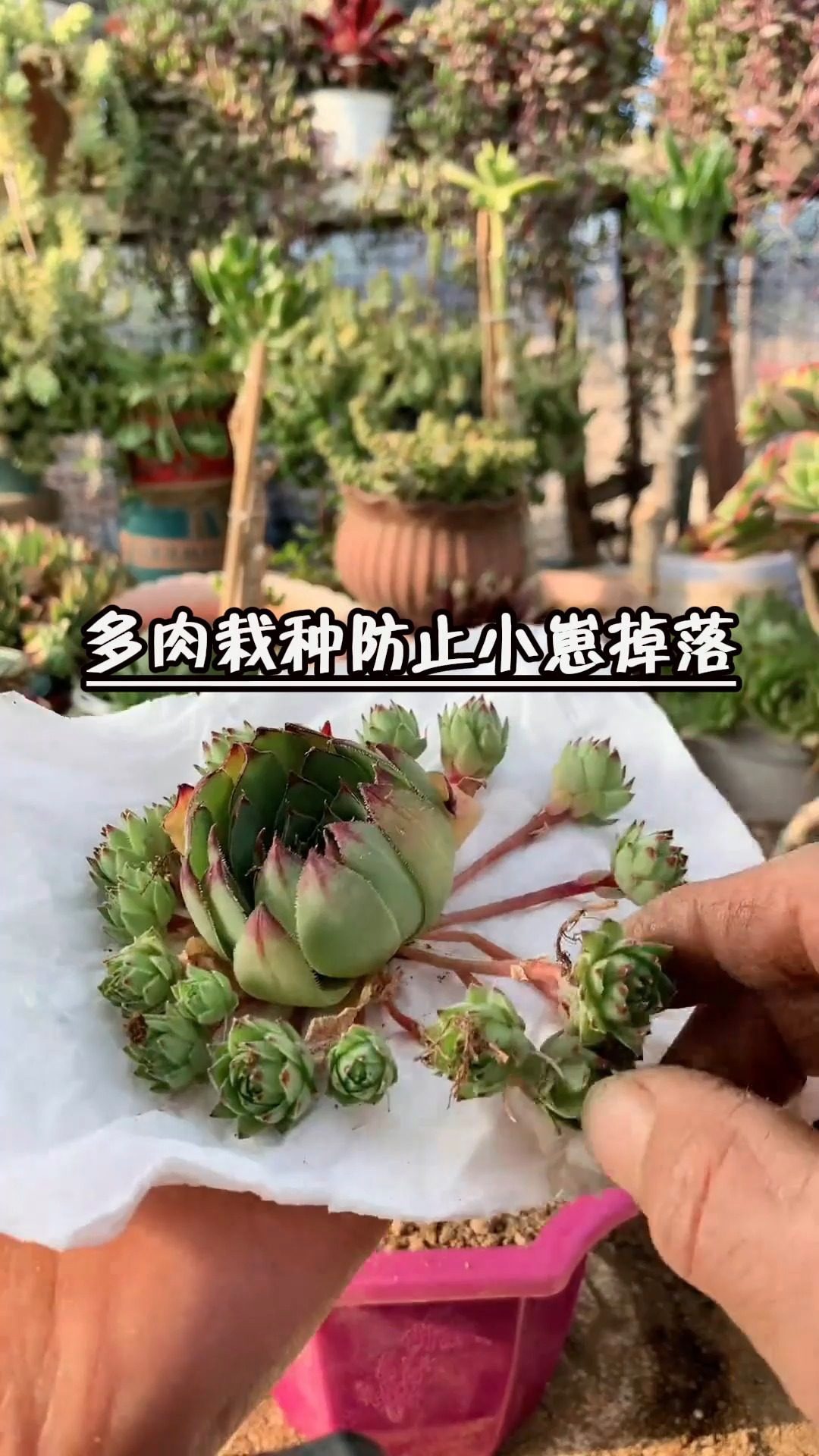 用纸套在观音莲根系上,栽种时包住小崽,可防止小崽掉落或弄脏叶片