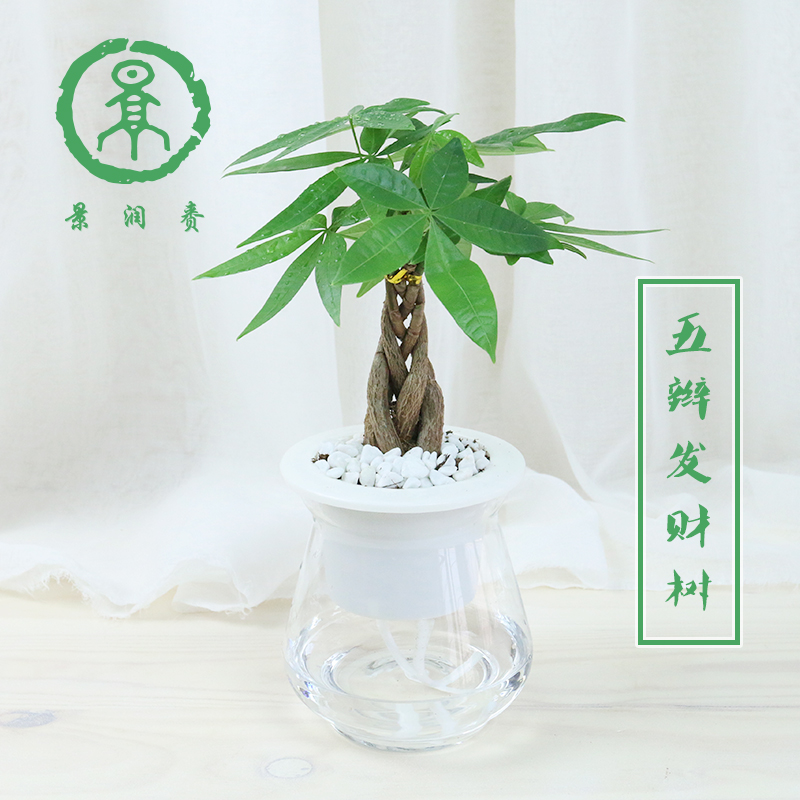 海棠花卉水培植物盆栽室内水生发财树花苗观花长寿花草水养幸福树产品展示图3