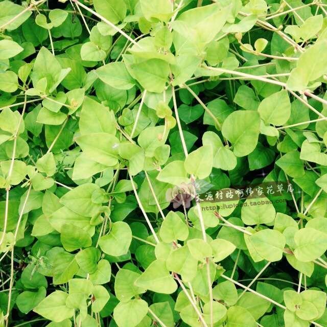 野生新鲜大叶金钱草过路黄对坐草一串钱大连线草龟粮可做盆景包邮