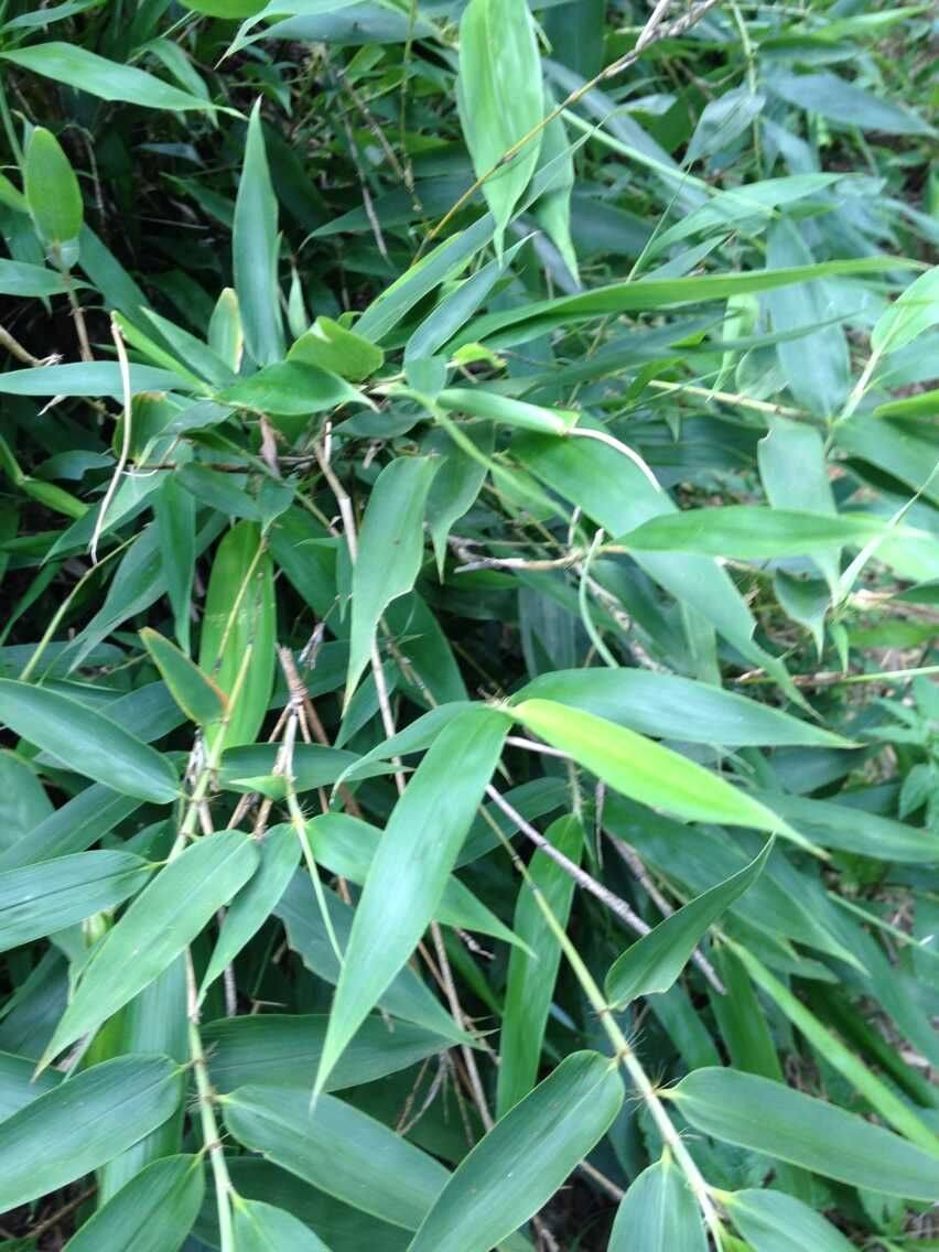 野生散装新鲜竹叶 深山无污染竹叶芯现摘竹叶石竹茶竹叶酒竹叶 茶