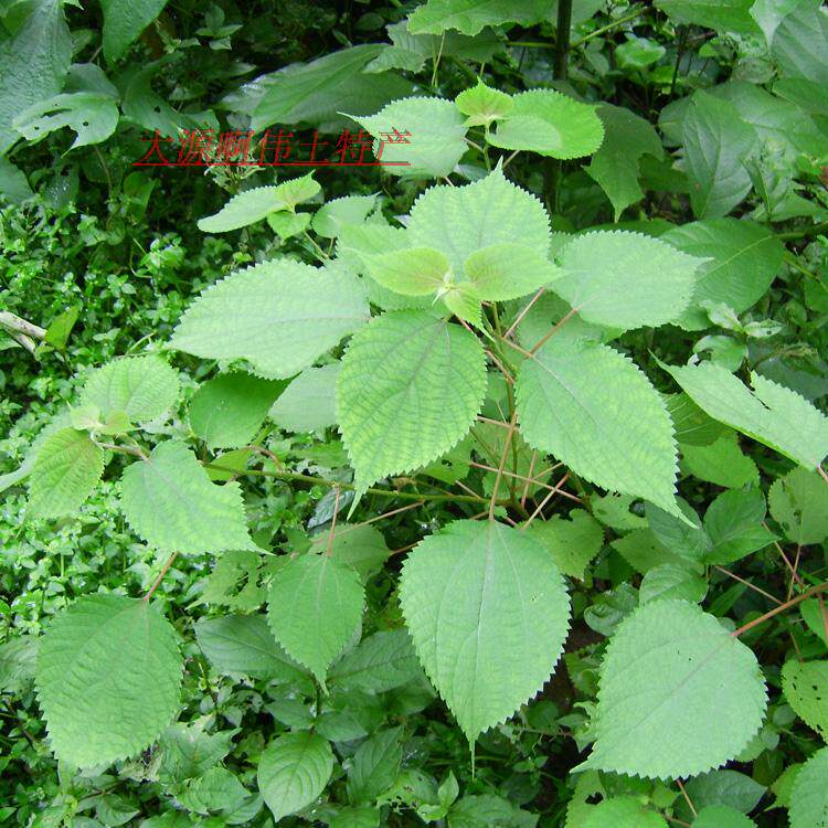 现采新鲜中草药材 野生苎麻根 鲜苎麻根 白叶苎麻家麻青麻根250g