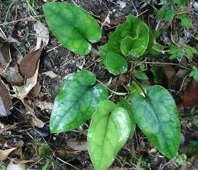 野生新鲜中草药材杏 红背兔耳风 一枝香 一枝花 单边红 咽喉yan