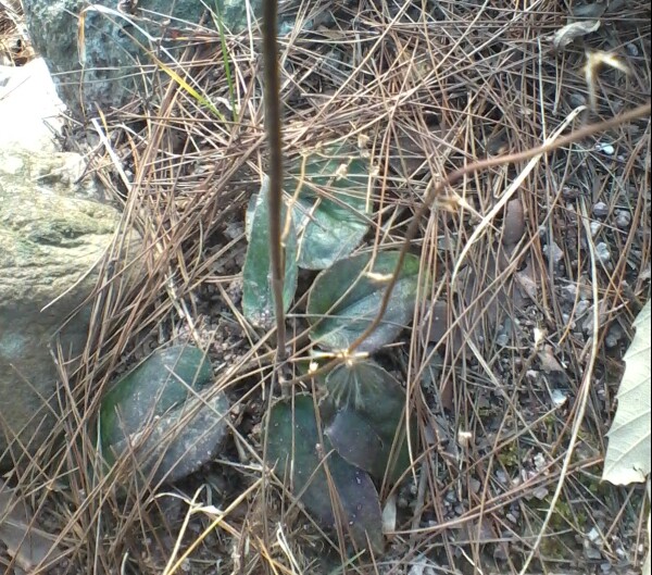 野生新鲜中草药材杏 红背兔耳风 一枝香 一枝花 单边红 咽喉yan